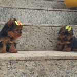 Yorkshire Terrier yorkshire miniaturas