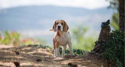 Cachorros Beagle Tricolor - Campeões Internacionais - LOP e Afixo