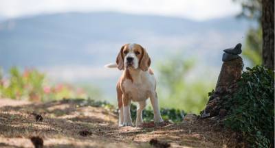 Cachorros Beagle Tricolor - Campees Internacionais - LOP e Afixo