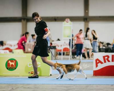 Cachorros Beagle Tricolor - Campees Internacionais - LOP e Afixo