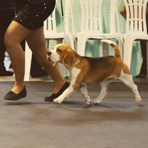 Cachorros Beagle Tricolor - Campeões Internacionais - LOP e Afixo