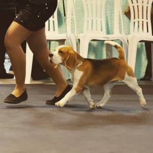 Cachorros Beagle Tricolor - Campees Internacionais - LOP e Afixo