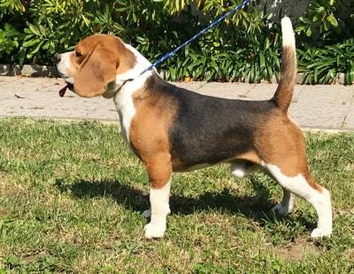 Cachorros Beagle Tricolor - Campees Internacionais - LOP e Afixo