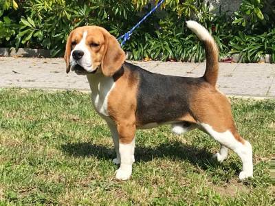 Cachorros Beagle Tricolor - Campees Internacionais - LOP e Afixo