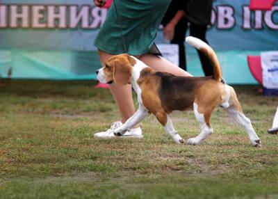 Cachorros Beagle Tricolor - Campees Internacionais - LOP e Afixo