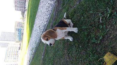 Cachorros Beagle Tricolor - Campees Internacionais - LOP e Afixo