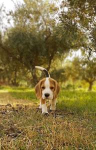 Cachorros Beagle Tricolor - Campees Internacionais - LOP e Afixo