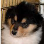 Collie De Plo Longo FILHOTE DE COLLIE PELO LONGO