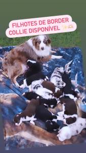 FILHOTE DE BORDER COLLIE DISPONVEL