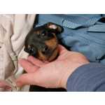 Pinscher Miniatura Pincher Miniatura vora Alcovas