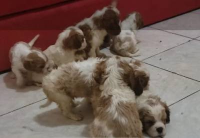 Cavalier King Charles Spaniel fmeas e machos