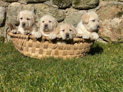 Labrador Retriever amarelo