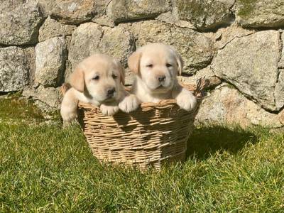 Labrador Retriever amarelo