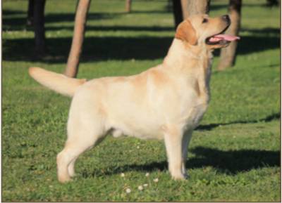 Labrador Retriever amarelo