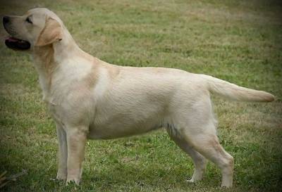 Labrador Retriever amarelo