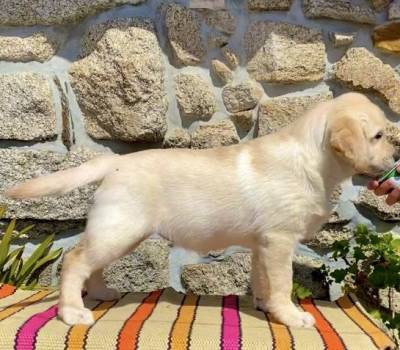 Labrador Retriever amarelo