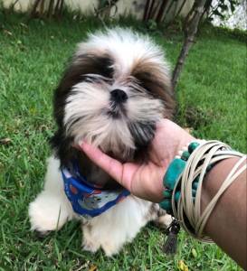 SHIH-TZU MACHOS PARTICOLOR O RANKING DE VENDA  C PRECINHO ESPECIAL ENTREGO HOJE CHAMA NO ZAP