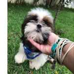 Shih-tzu SHIH-TZU MACHOS PARTICOLOR O RANKING DE VENDA  C PRECINHO ESPECIAL ENTREGO HOJE CHAMA NO ZAP Pernambuco Cotia