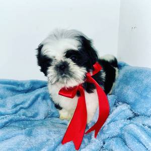 SHIH-TZU MACHOS PARTICOLOR O RANKING DE VENDA  C PRECINHO ESPECIAL ENTREGO HOJE CHAMA NO ZAP