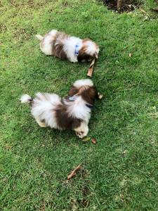 SHIH-TZU MACHOS PARTICOLOR O RANKING DE VENDA  C PRECINHO ESPECIAL ENTREGO HOJE CHAMA NO ZAP