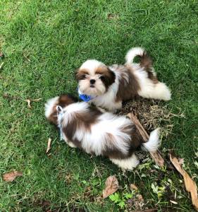 SHIH-TZU MACHOS PARTICOLOR O RANKING DE VENDA  C PRECINHO ESPECIAL ENTREGO HOJE CHAMA NO ZAP