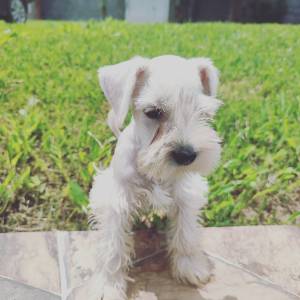 Schnauzer branco Schnauzer branco