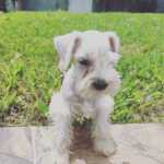 Schnauzer Miniatura (ano) Schnauzer branco So Paulo Santa Isabel