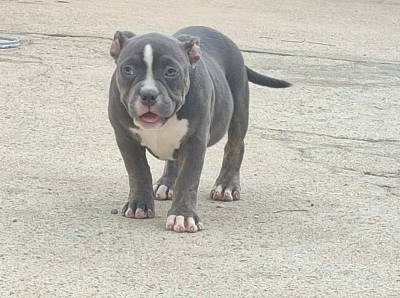 American bully pocket 