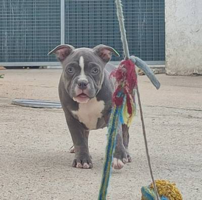 American bully pocket 