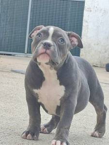 American bully pocket 