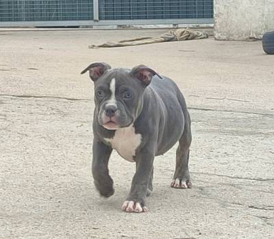 American bully pocket 