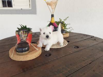 west higland white terrier filhotes a venda