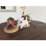 West Highland White Terrier west higland white terrier filhotes a venda Minas Gerais BELO HORIZONTE