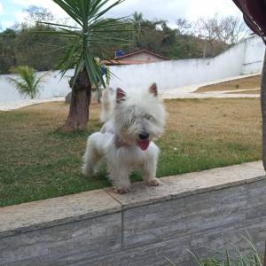 west higland white terrier filhotes a venda