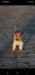 Jack Russell terrier plo cerdoso Lop