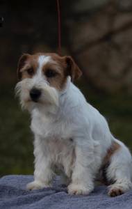 Jack Russell terrier plo cerdoso Lop