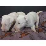 Bull Terrier BULL TERRIER  LINDOS FILHOTES