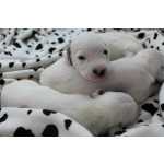 Dlmata DALMATA LINDOS FILHOTES