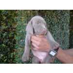 Weimaraner WEIMARANER LINDOS FILHOTES