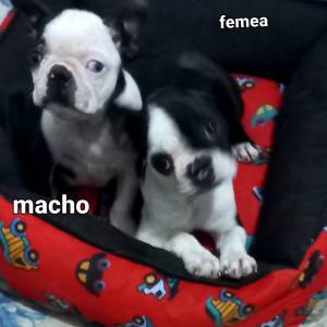 Filhotes boston terrier femeas e machos