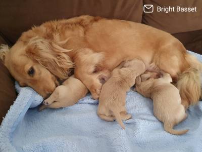 Filhotes de Dachshund Teckel Pelo Longo Creme