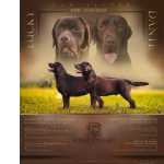 Retriever Do Labrador Labradores chocolate Santarm Santarm