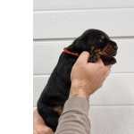 Doberman Dobermann Ninhada Disponvel Lisboa Lourinh