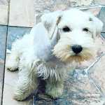 Schnauzer Miniatura (ano) Schnauzer mini macho So Paulo Santa Isabel