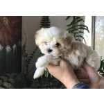 Bichon Malts Bichon malts macho