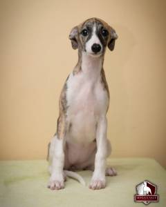 Filhotes de Whippet Linhagem Campe Pedigree