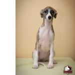 Whippet Filhotes de Whippet Linhagem Campe Pedigree Rio de Janeiro Rio De Janeiro