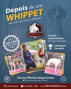 Filhotes de Whippet Linhagem Campe Pedigree