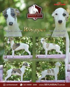 Filhotes de Whippet Linhagem Campe Pedigree