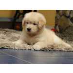 Golden Retriever Golden Retriever  Espetacular Filhote Fmea Microchip Curitiba Canil Tajj Mahall Paran CURITIBA